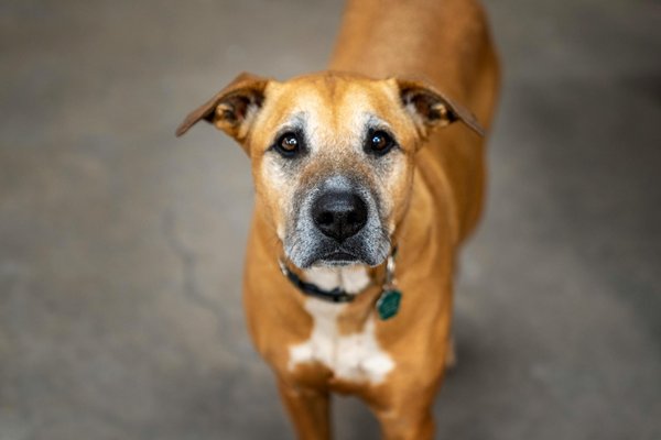 Protéger votre canapé des griffes de votre chat facilement