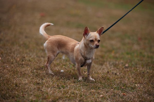 La montée en popularité du Treibball pour chiens