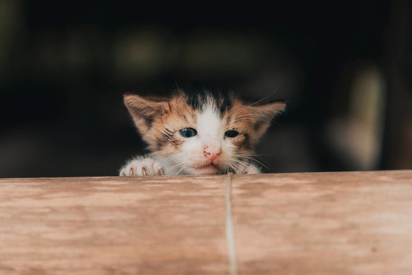 Zoom sur le marché du serpent de compagnie
