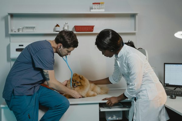 Comment garder votre chien en bonne santé ?